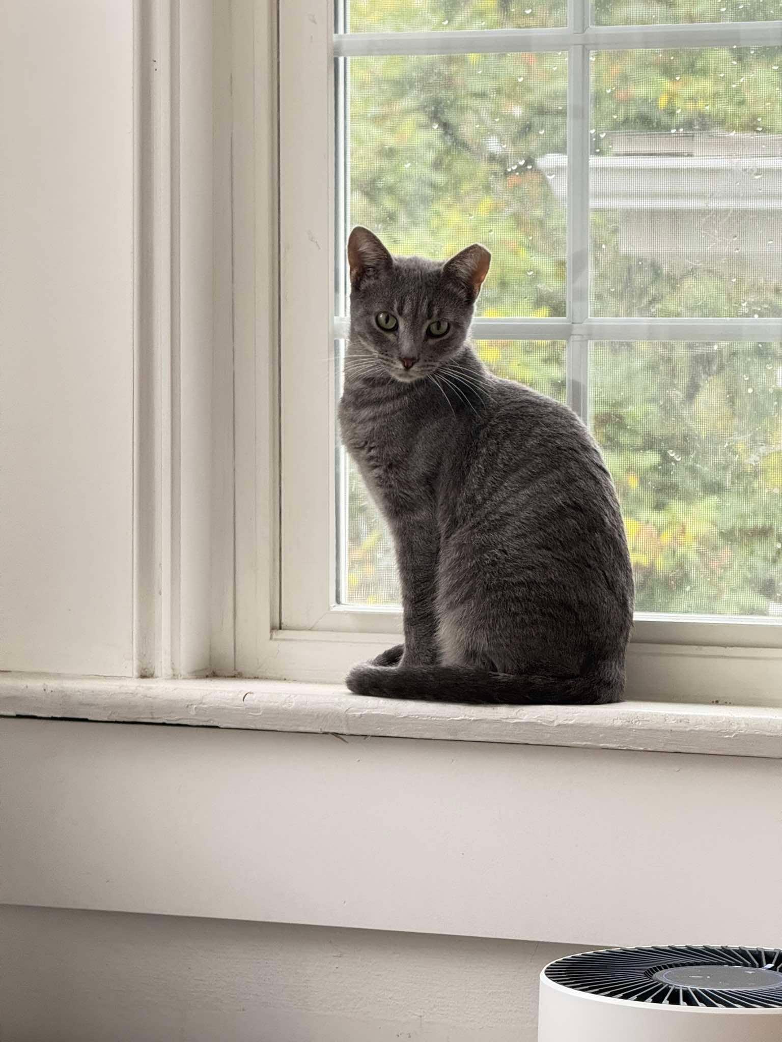 Enlarge Bride, a Adoptable Domestic Short Hair in Maple Heights, OH image 2/3