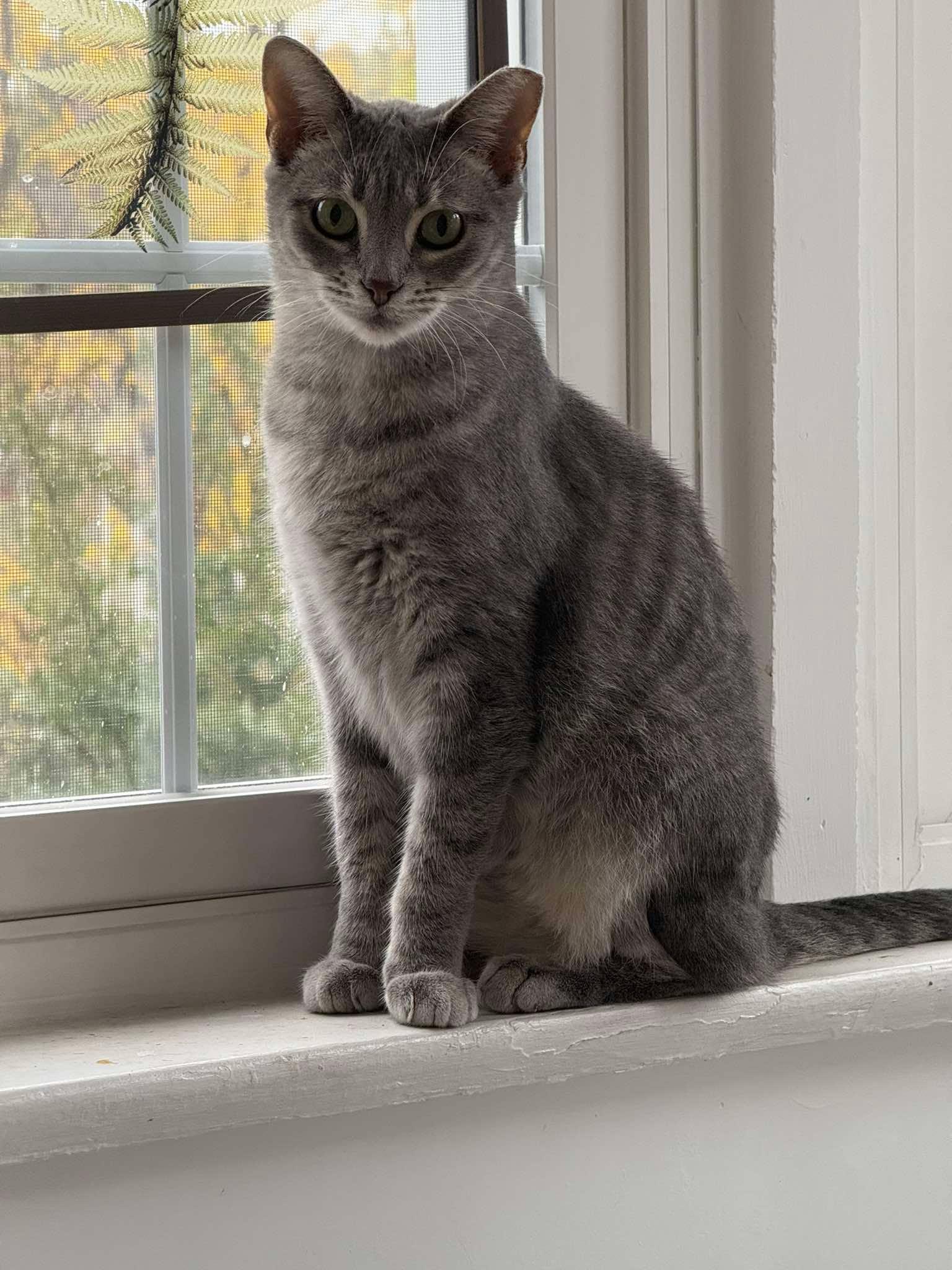 Enlarge Bride, a Adoptable Domestic Short Hair in Maple Heights, OH image 3/3