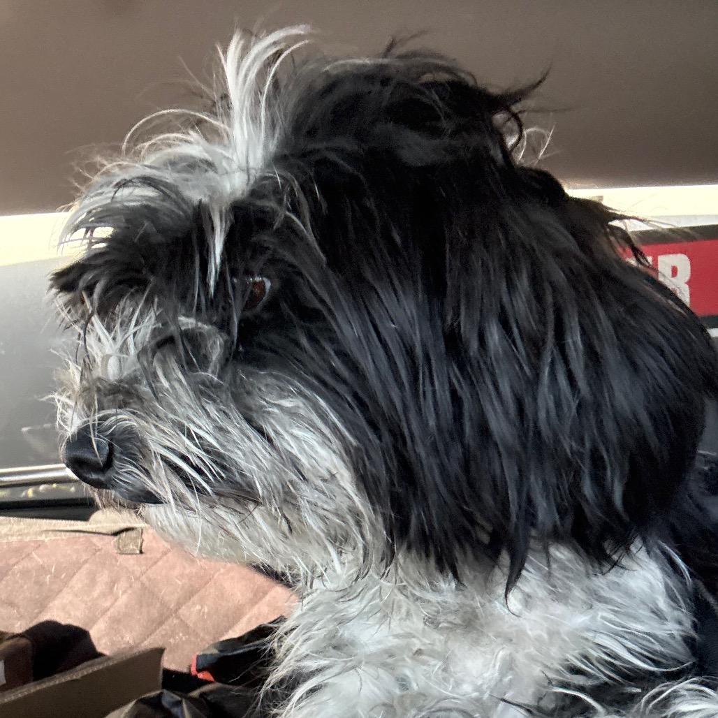 Enlarge Cookie, a Adoptable Havanese in Henderson, NV image 1/2