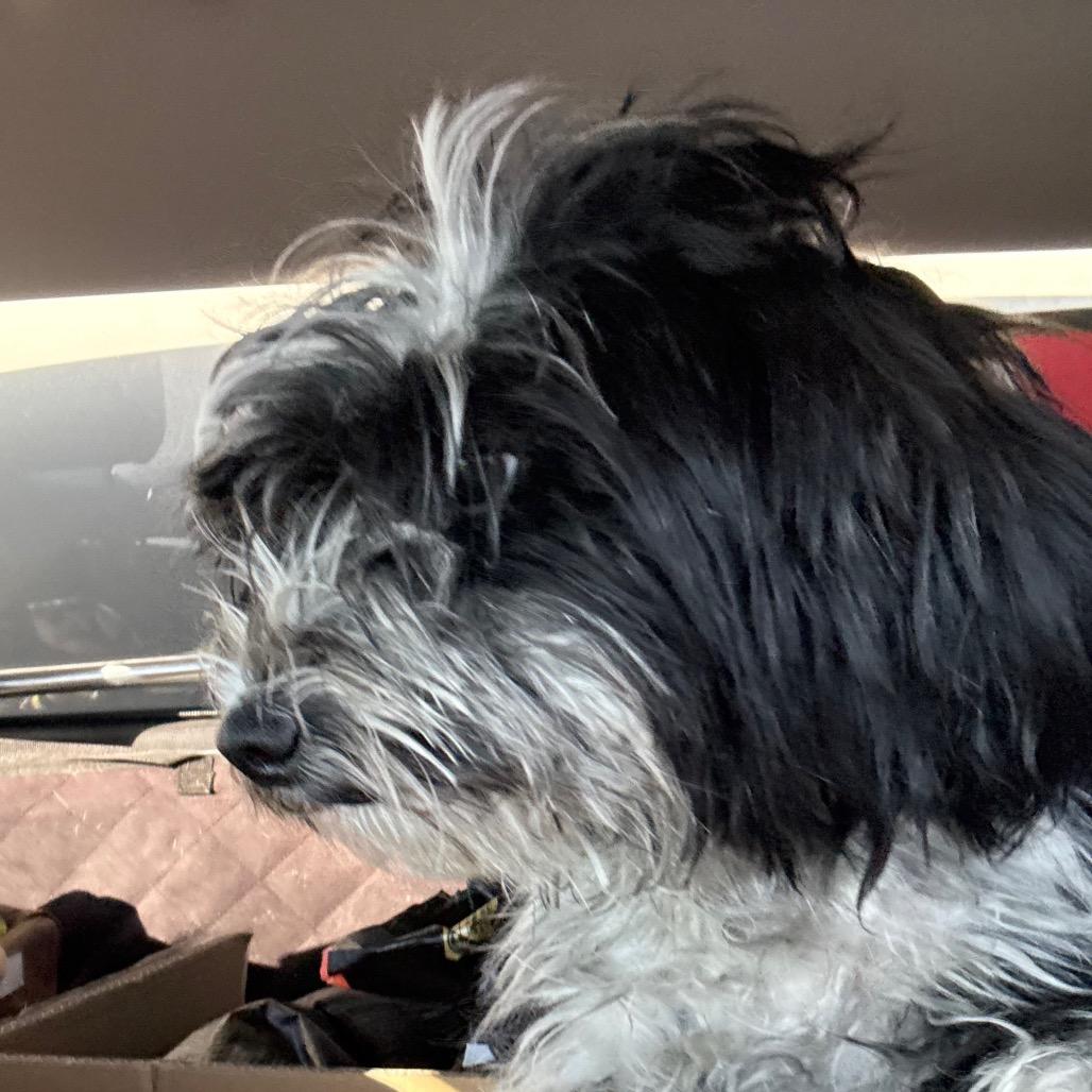 Enlarge Cookie, a Adoptable Havanese in Henderson, NV image 2/2