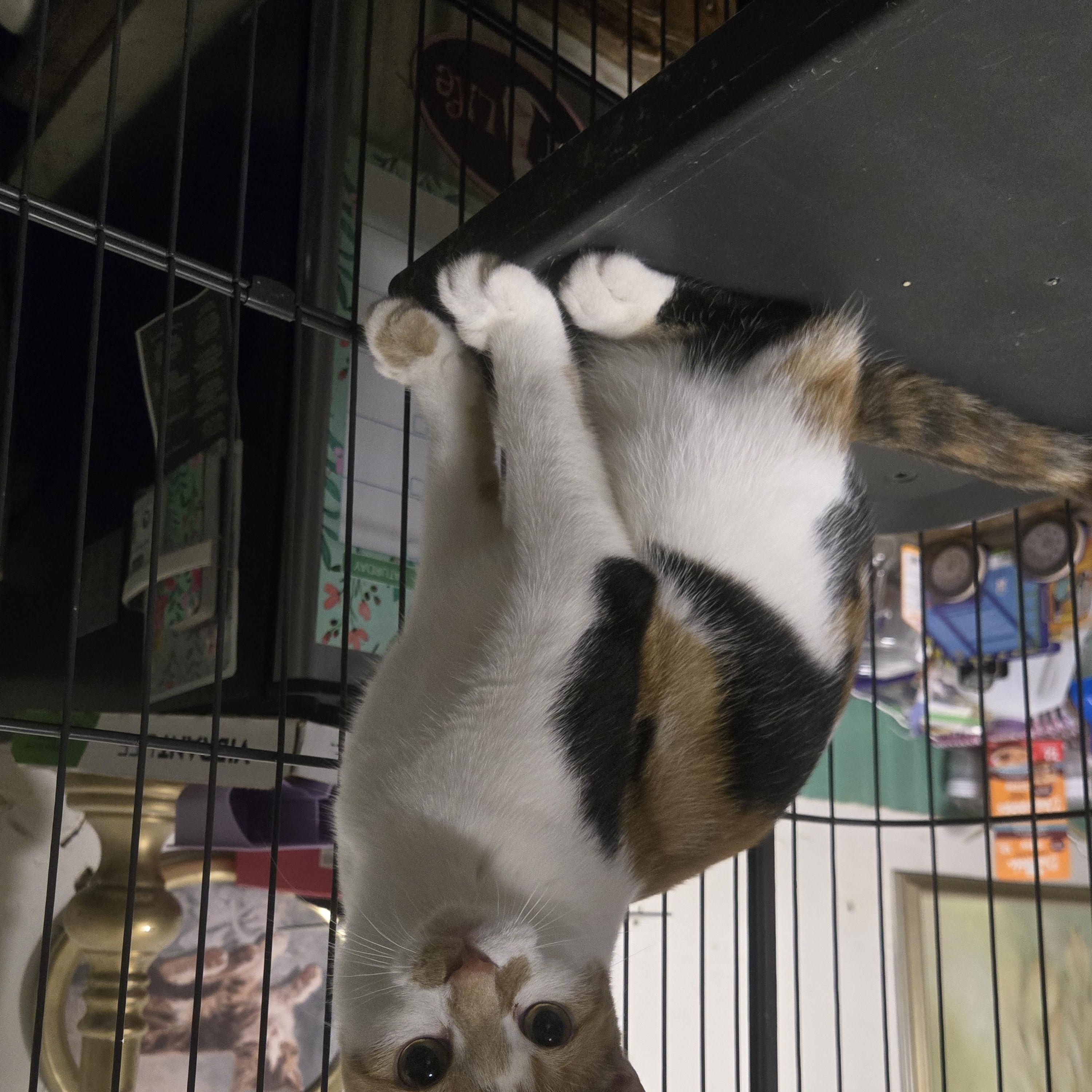 Enlarge Indigo, a Adoptable Calico in Reeseville, WI image 4/5