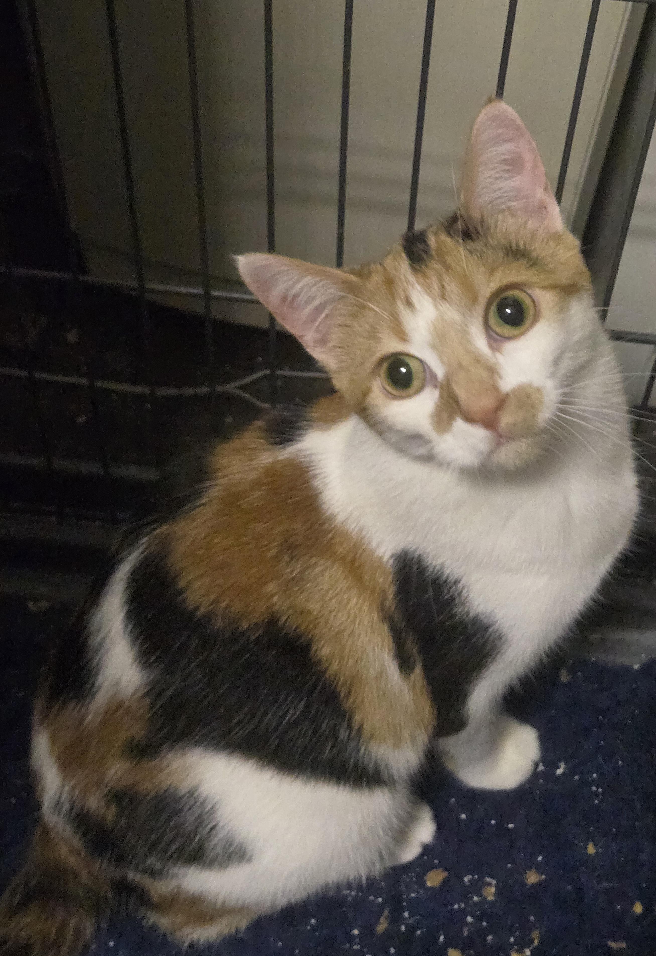 Indigo, Adoptable, Kitten Female Calico.