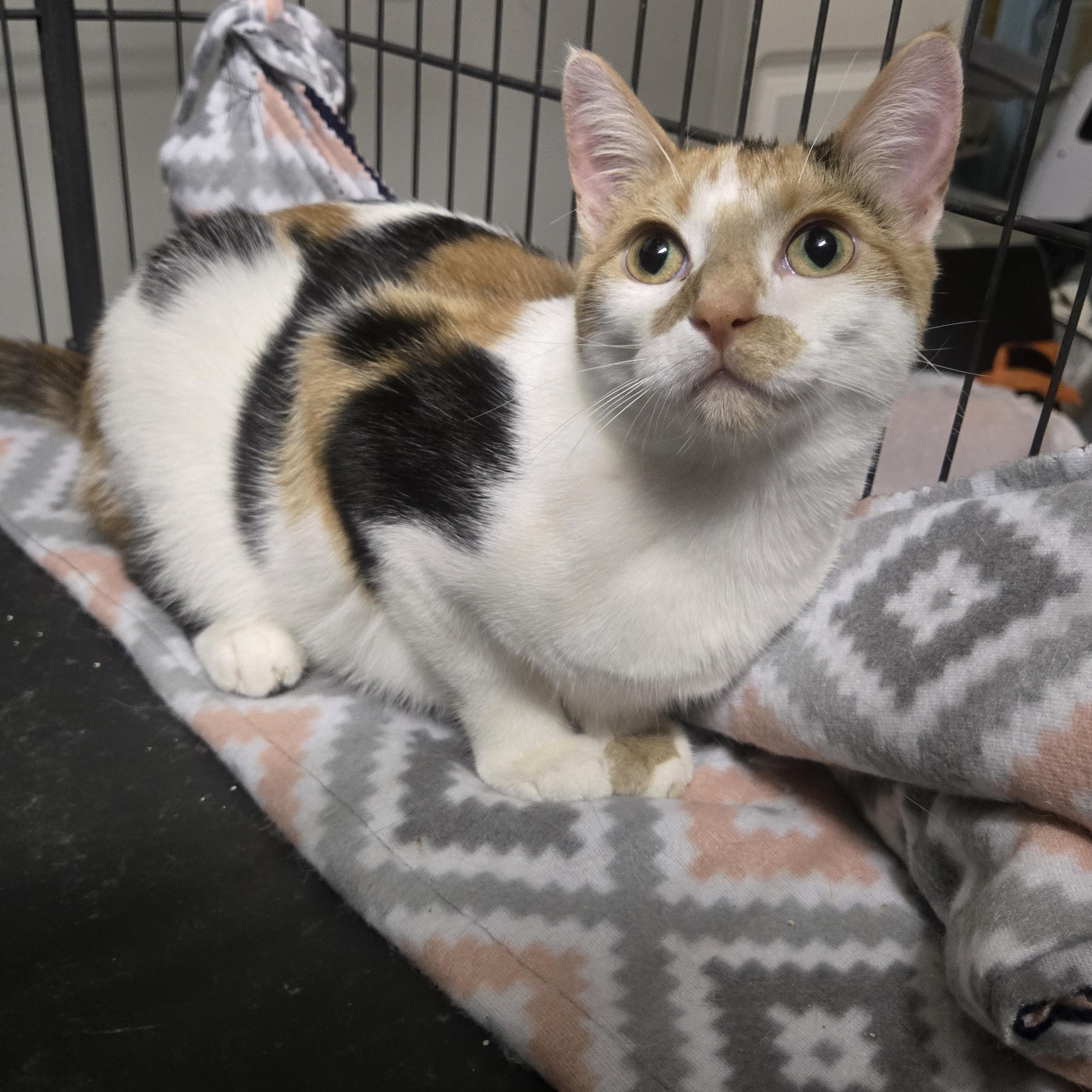 Enlarge Indigo, a Adoptable Calico in Reeseville, WI image 3/5