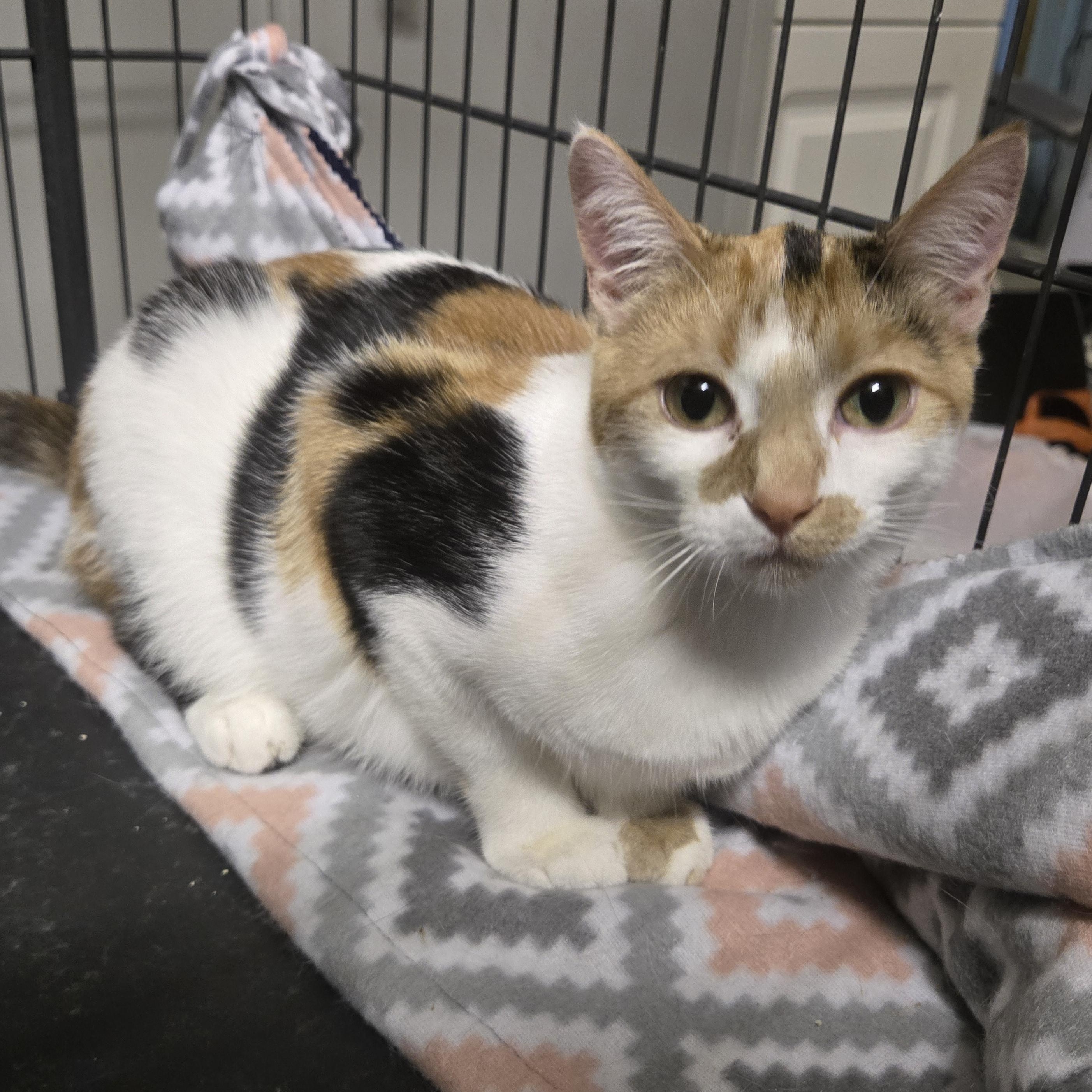 Enlarge Indigo, a Adoptable Calico in Reeseville, WI image 2/5