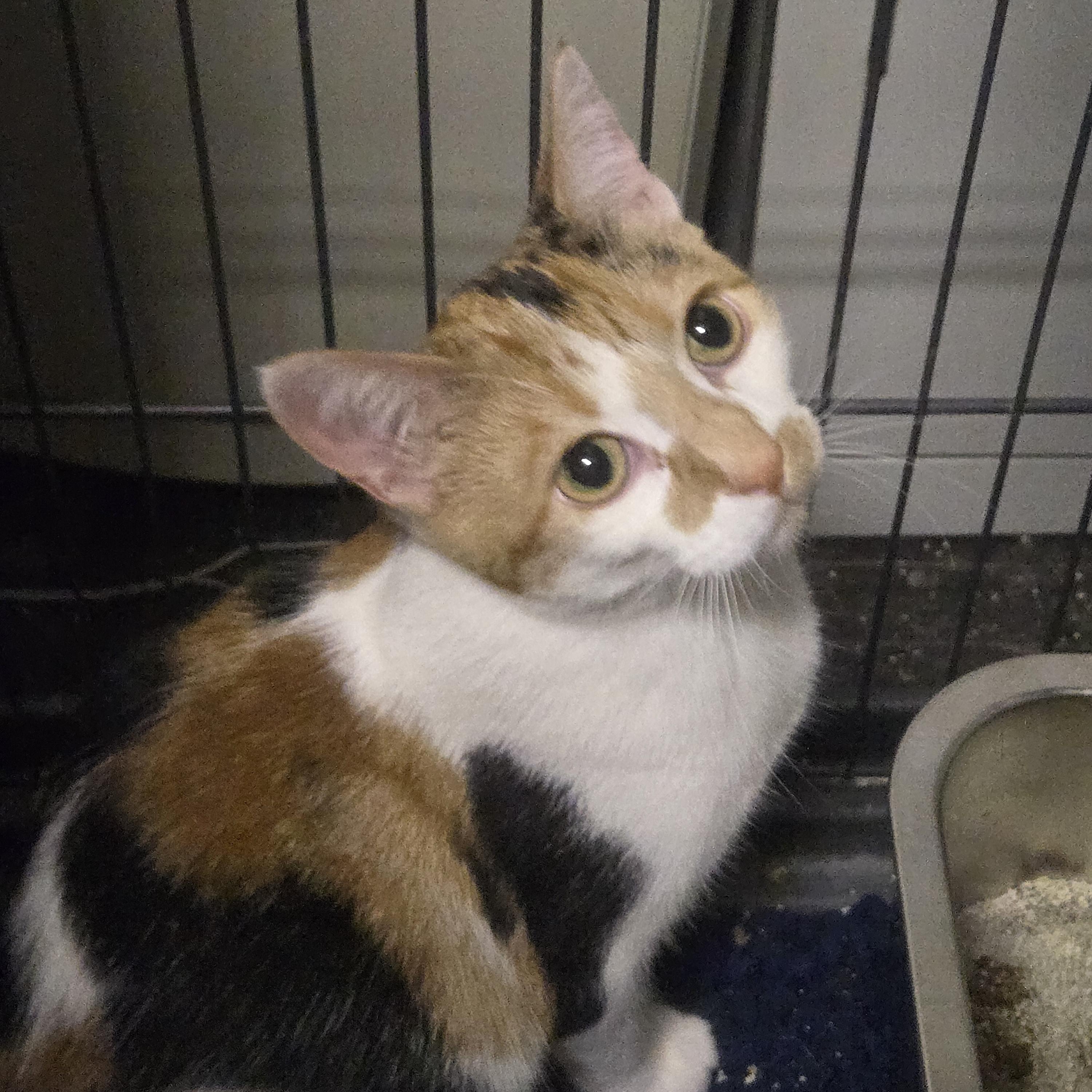 Enlarge Indigo, a Adoptable Calico in Reeseville, WI image 5/5