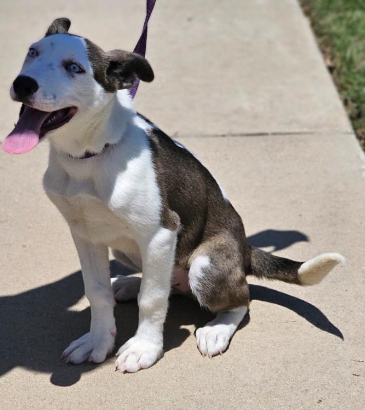 Rain, an adopted mixed breed in Enfield , CT image 4/6