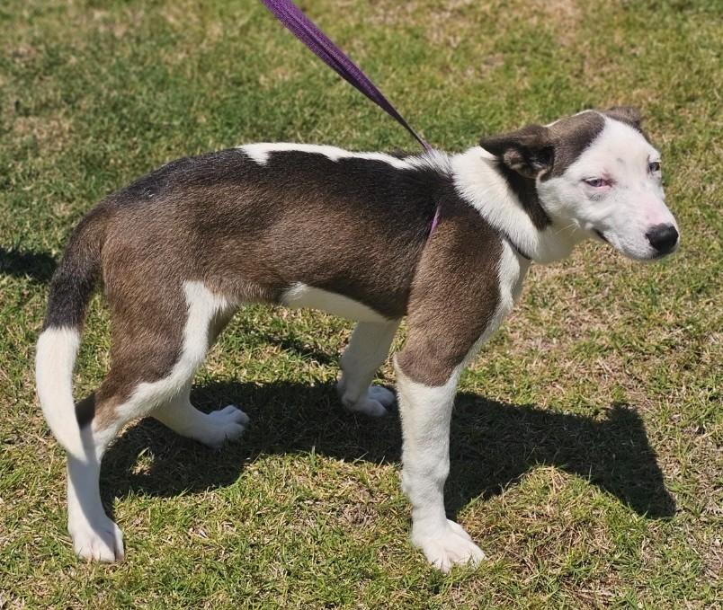 Rain, adopted, Puppy Female Husky.