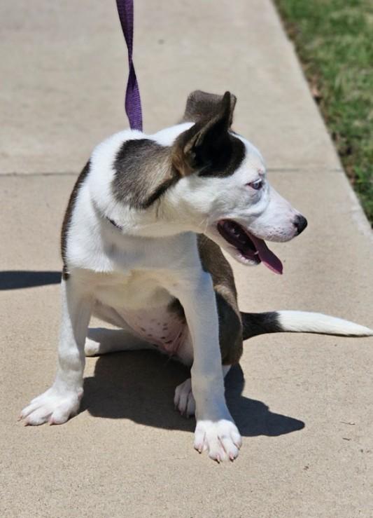 Rain, an adopted mixed breed in Enfield , CT image 5/6