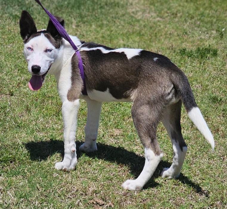 Rain, an adopted mixed breed in Enfield , CT image 6/6