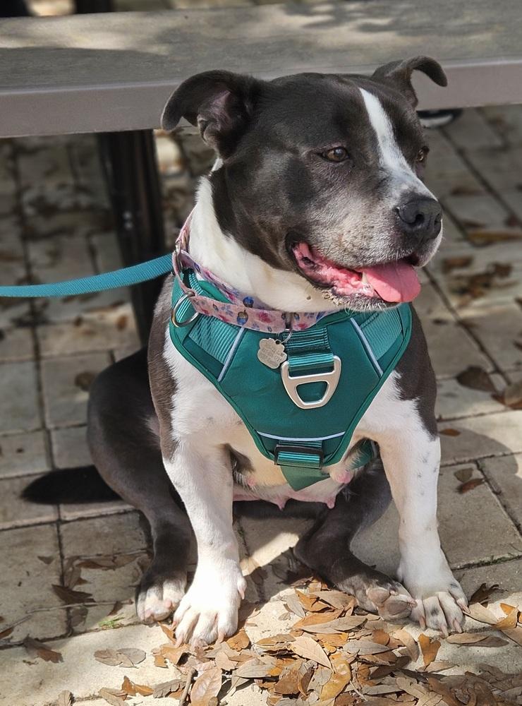 Velveteen, a Adoptable mixed breed in Lakeland, FL image 1/6