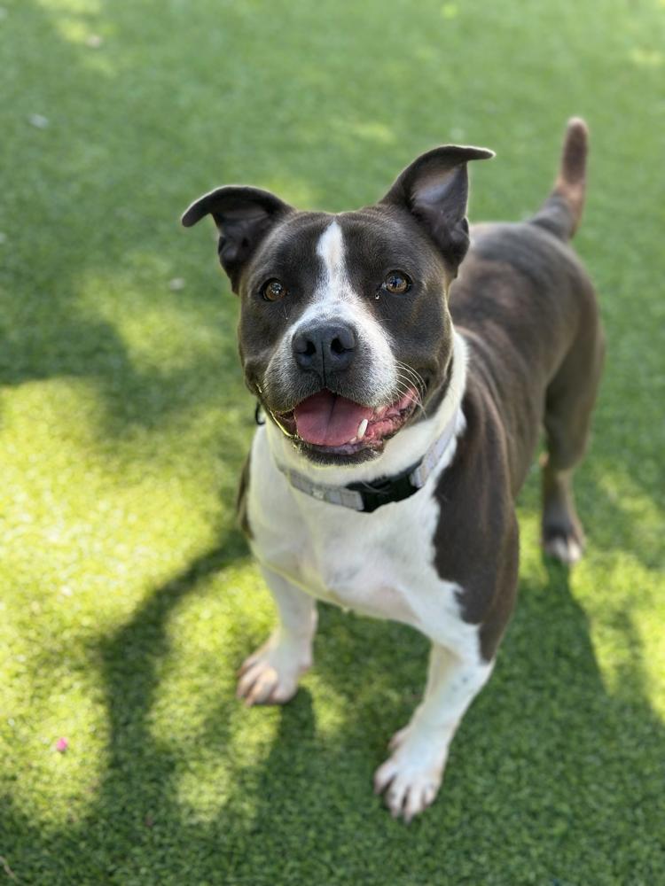Velveteen, a Adoptable mixed breed in Lakeland, FL image 2/6