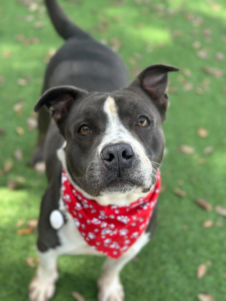 Velveteen, a Adoptable mixed breed in Lakeland, FL image 3/6