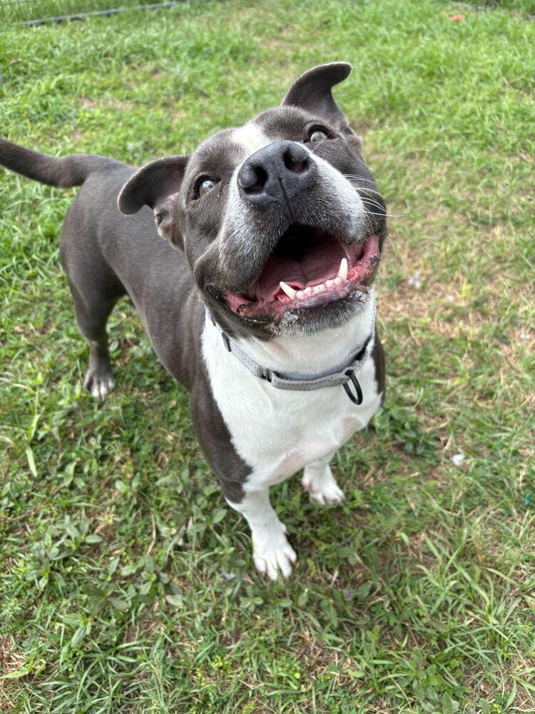 Velveteen, a Adoptable mixed breed in Lakeland, FL image 4/6