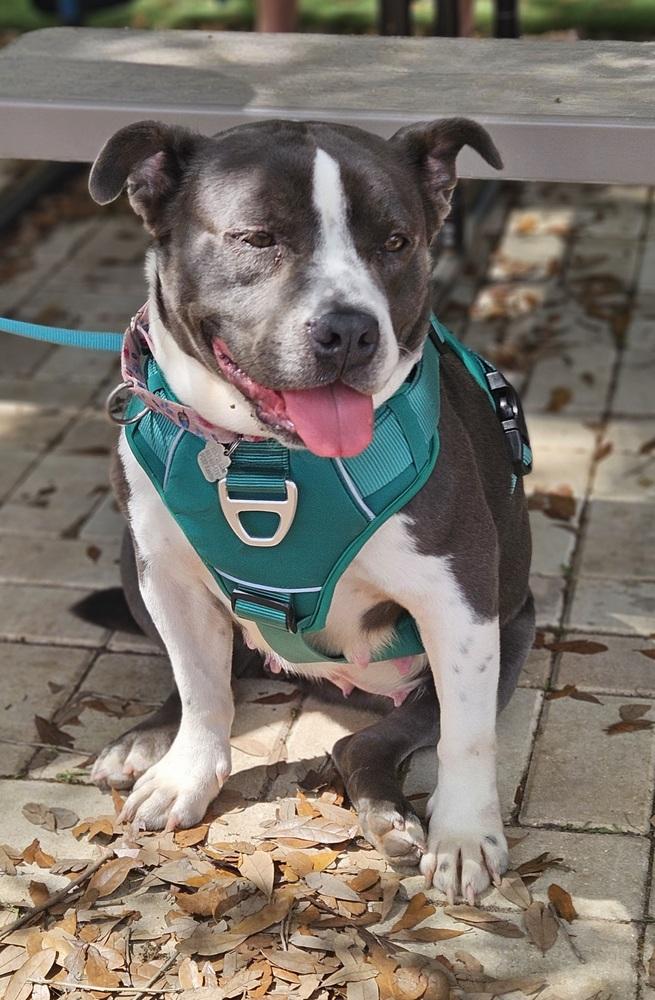 Velveteen, a Adoptable mixed breed in Lakeland, FL image 5/6