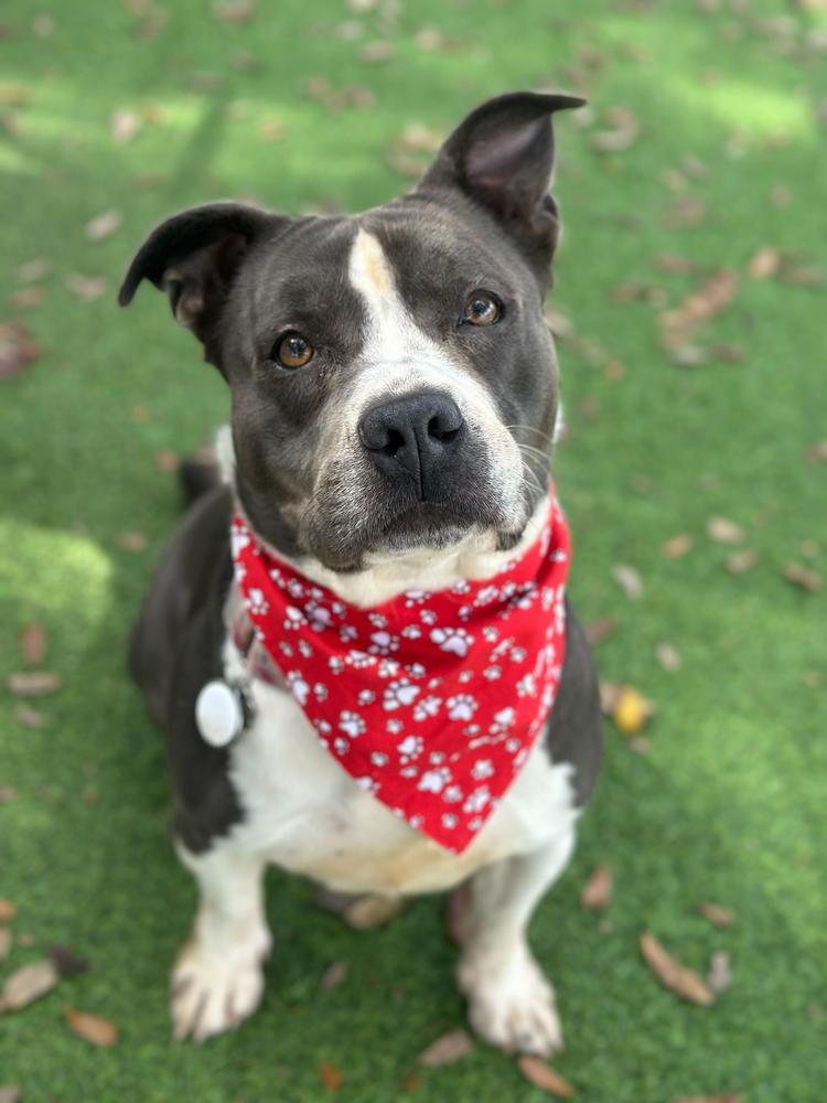 Velveteen, a Adoptable mixed breed in Lakeland, FL image 6/6