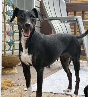 Keylah, a ADOPTABLE mixed breed in Stuarts Draft, VA image 1/2