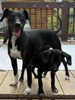 Keylah, a ADOPTABLE mixed breed in Stuarts Draft, VA image 2/2