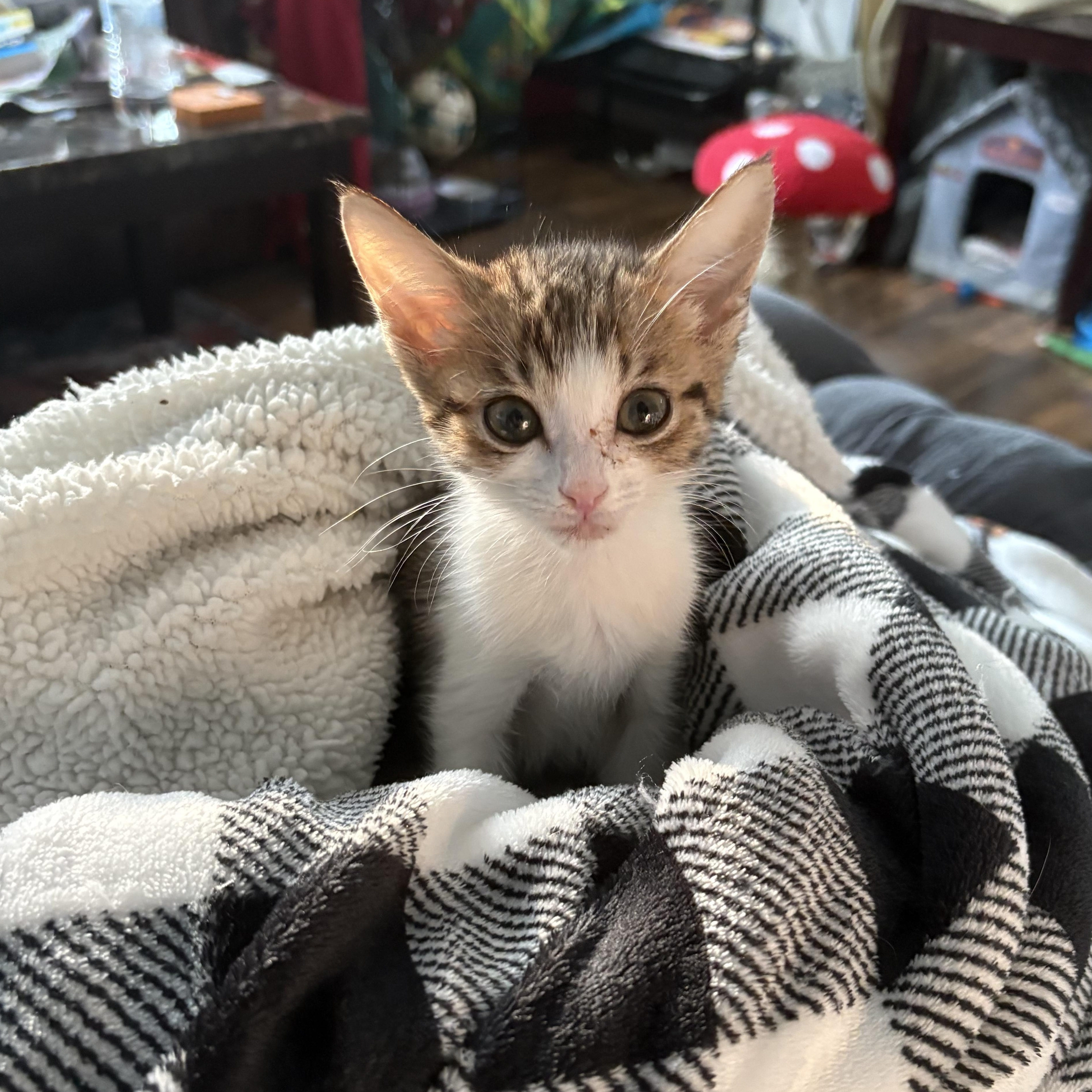 Poppy, a Adoptable mixed breed in Youngstown, FL image 1/5