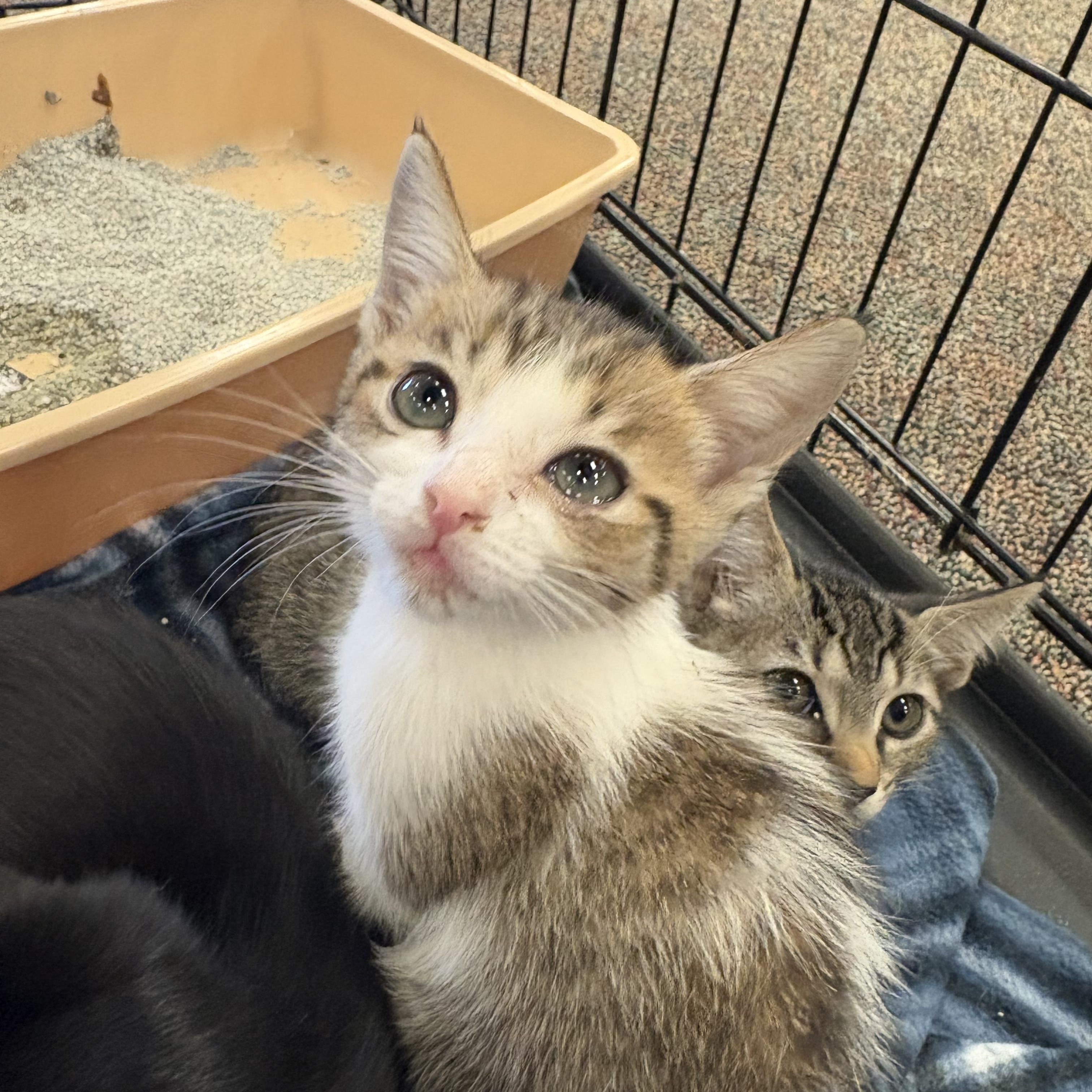 Poppy, Adoptable, Kitten Female Domestic Medium Hair.