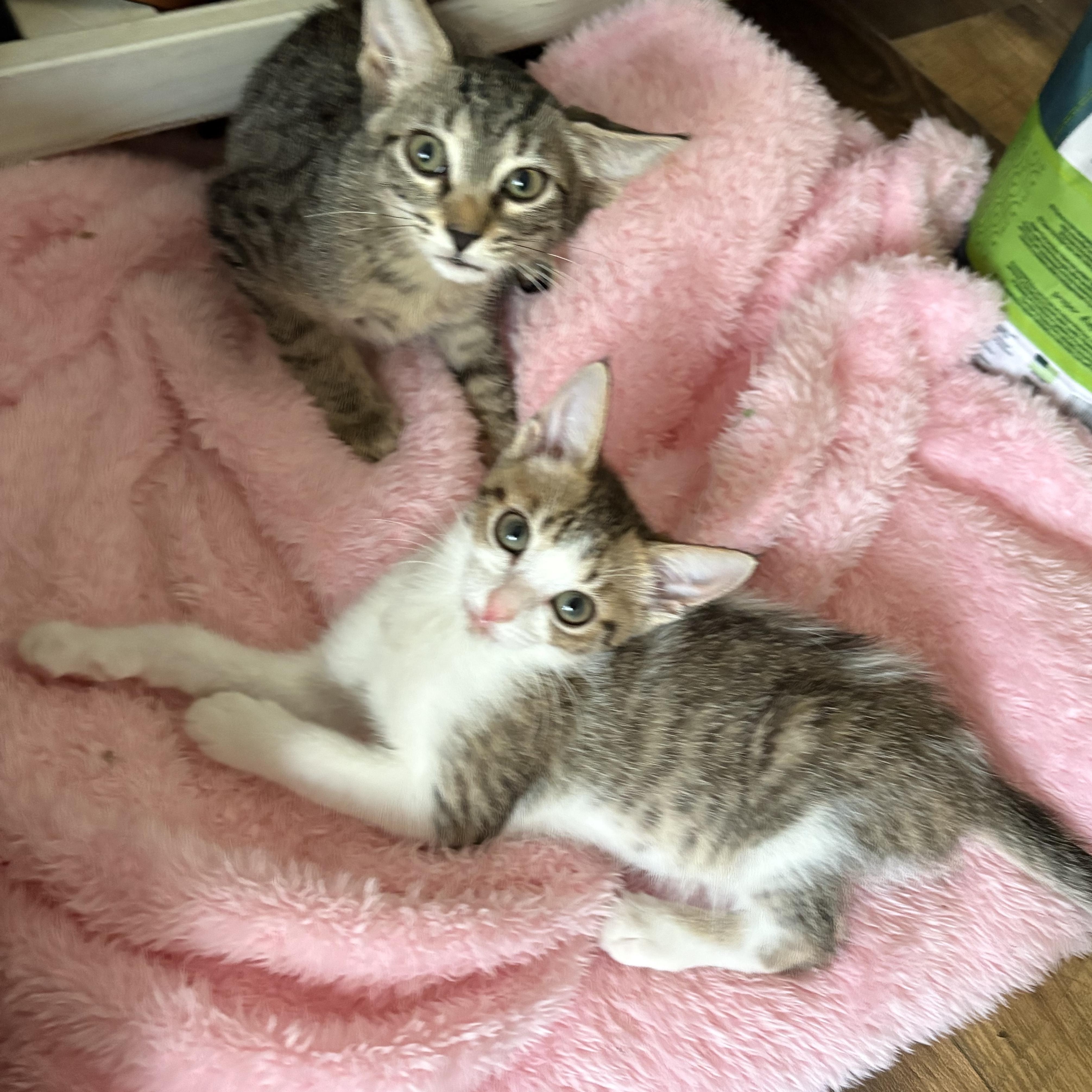 Poppy, a Adoptable mixed breed in Youngstown, FL image 3/5