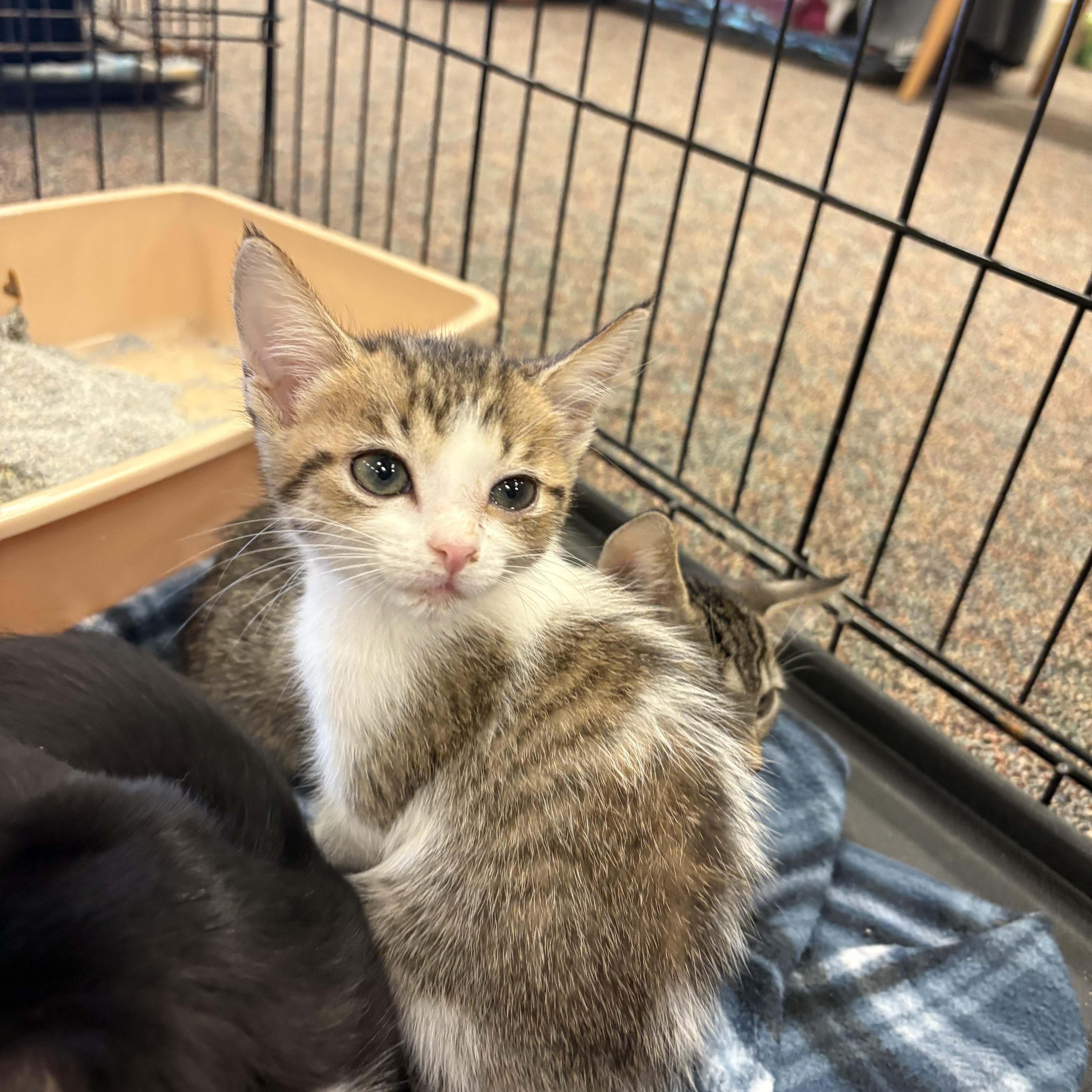 Poppy, a Adoptable mixed breed in Youngstown, FL image 4/5