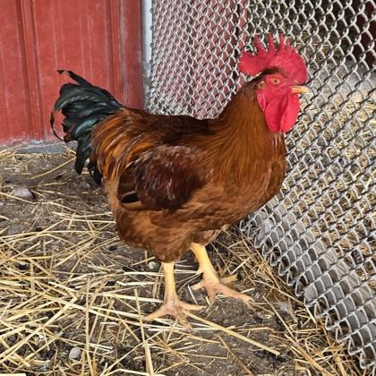Humbert II, a Adoptable Chicken in West Seneca, NY image 1/3