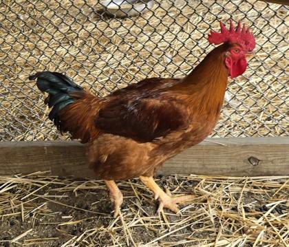 Humbert II, a Adoptable Chicken in West Seneca, NY image 2/3