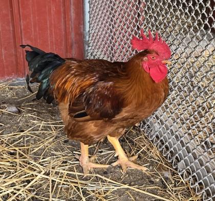Humbert II, a Adoptable Chicken in West Seneca, NY image 3/3