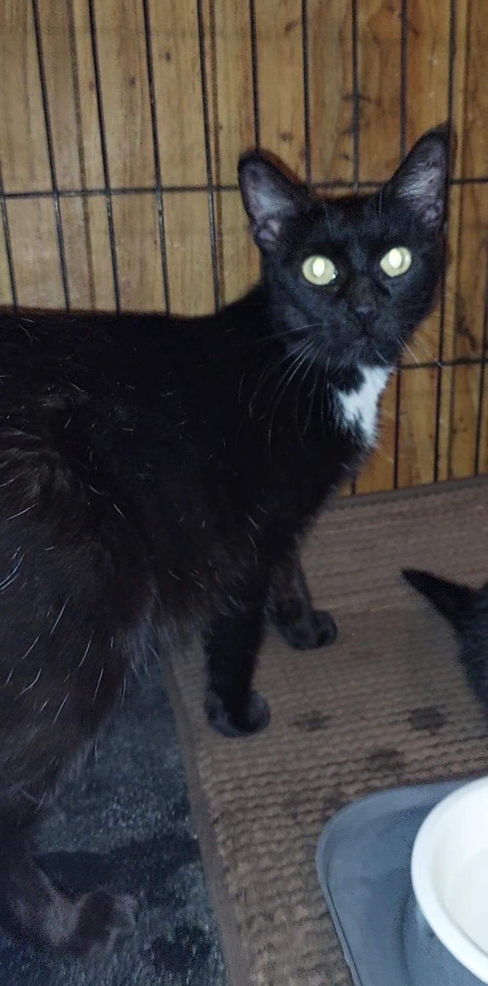 Enlarge Mama Ember, a ADOPTABLE Domestic Short Hair in Morganton, NC image 5/6