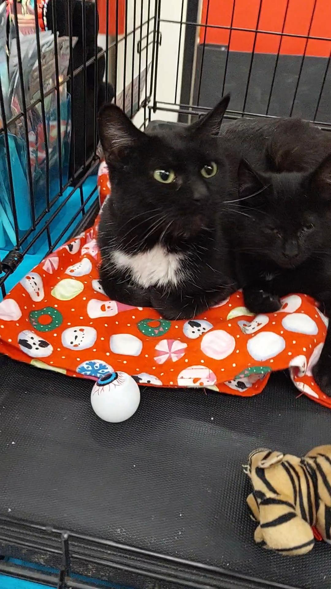 Enlarge Mama Ember, a ADOPTABLE Domestic Short Hair in Morganton, NC image 2/6