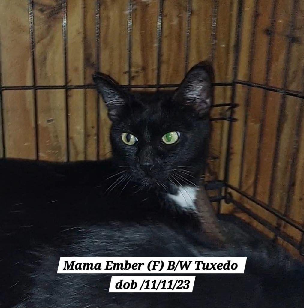 Enlarge Mama Ember, a ADOPTABLE Domestic Short Hair in Morganton, NC image 1/6