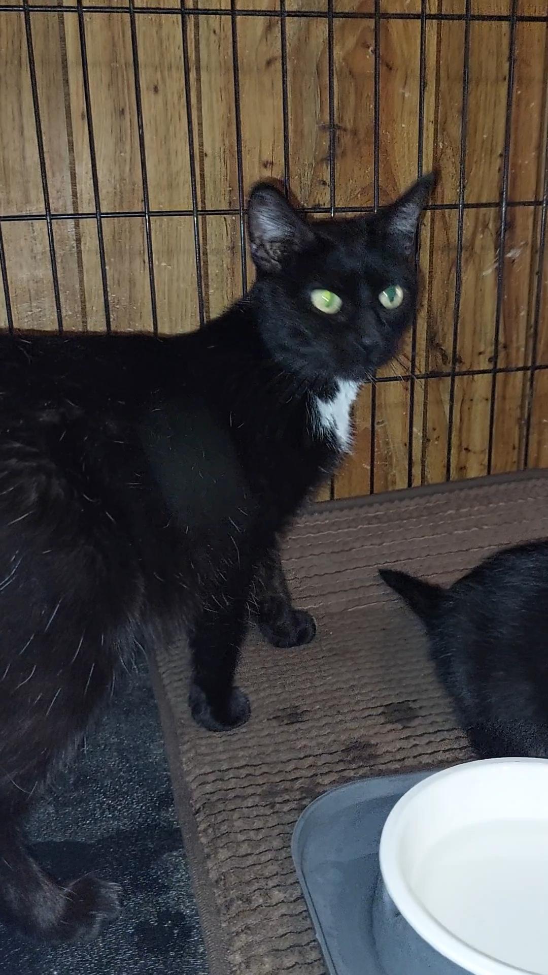 Enlarge Mama Ember, a ADOPTABLE Domestic Short Hair in Morganton, NC image 4/6