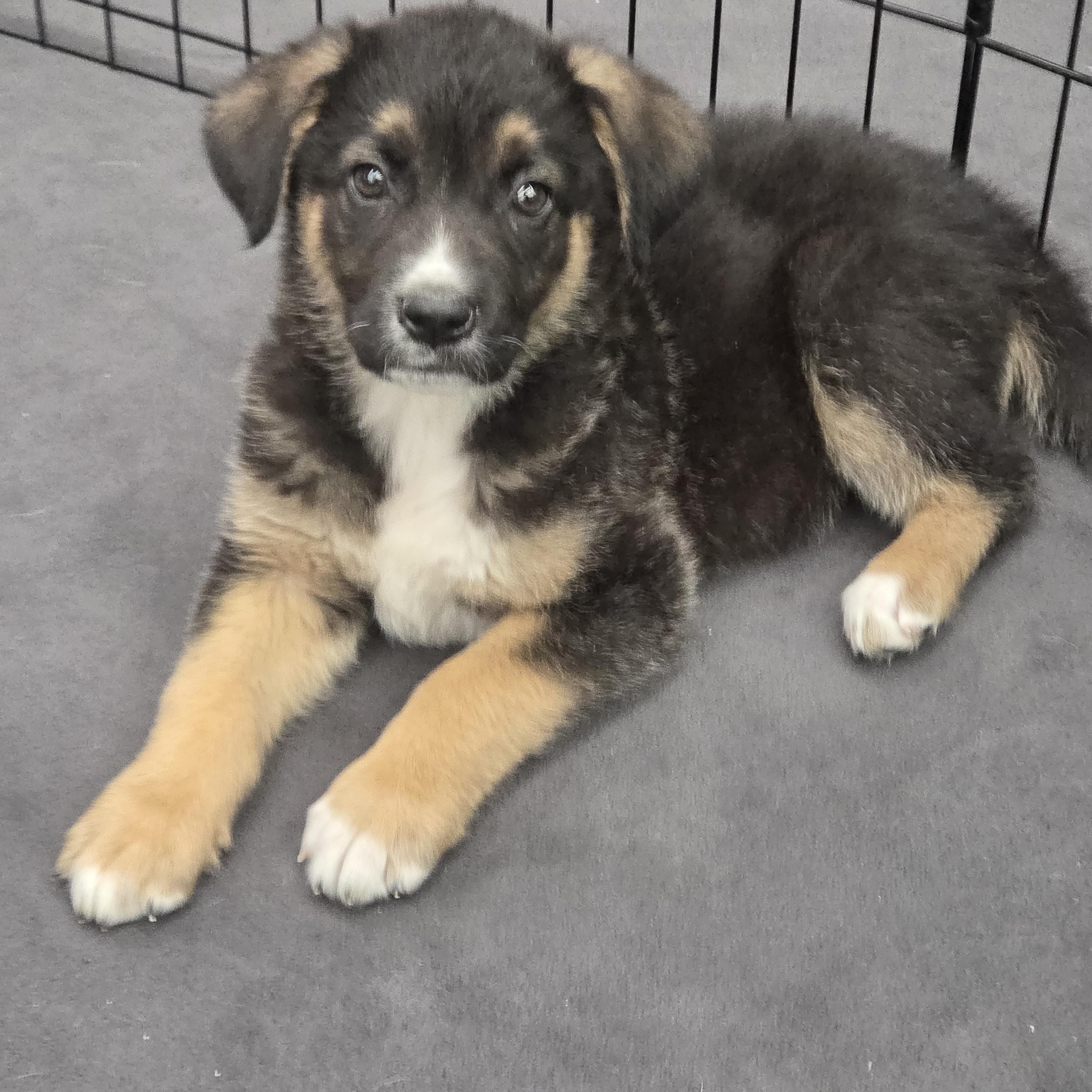 Enlarge Atlanta, a ADOPTABLE mixed breed in Grand Rapids, MI image 1/2