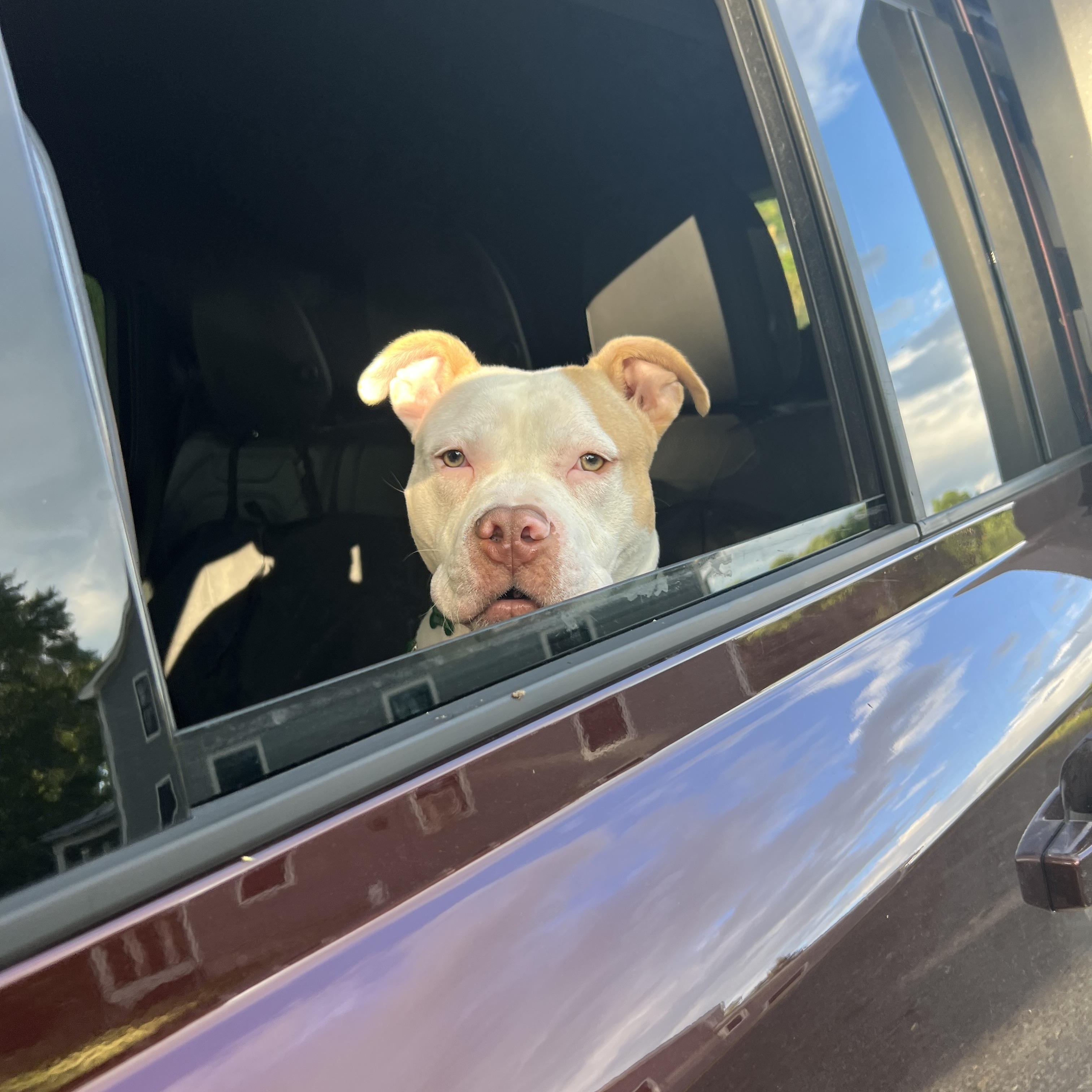 A Sweet Petite Treat, Tyson, a Adoptable mixed breed in New York, NY image 5/6