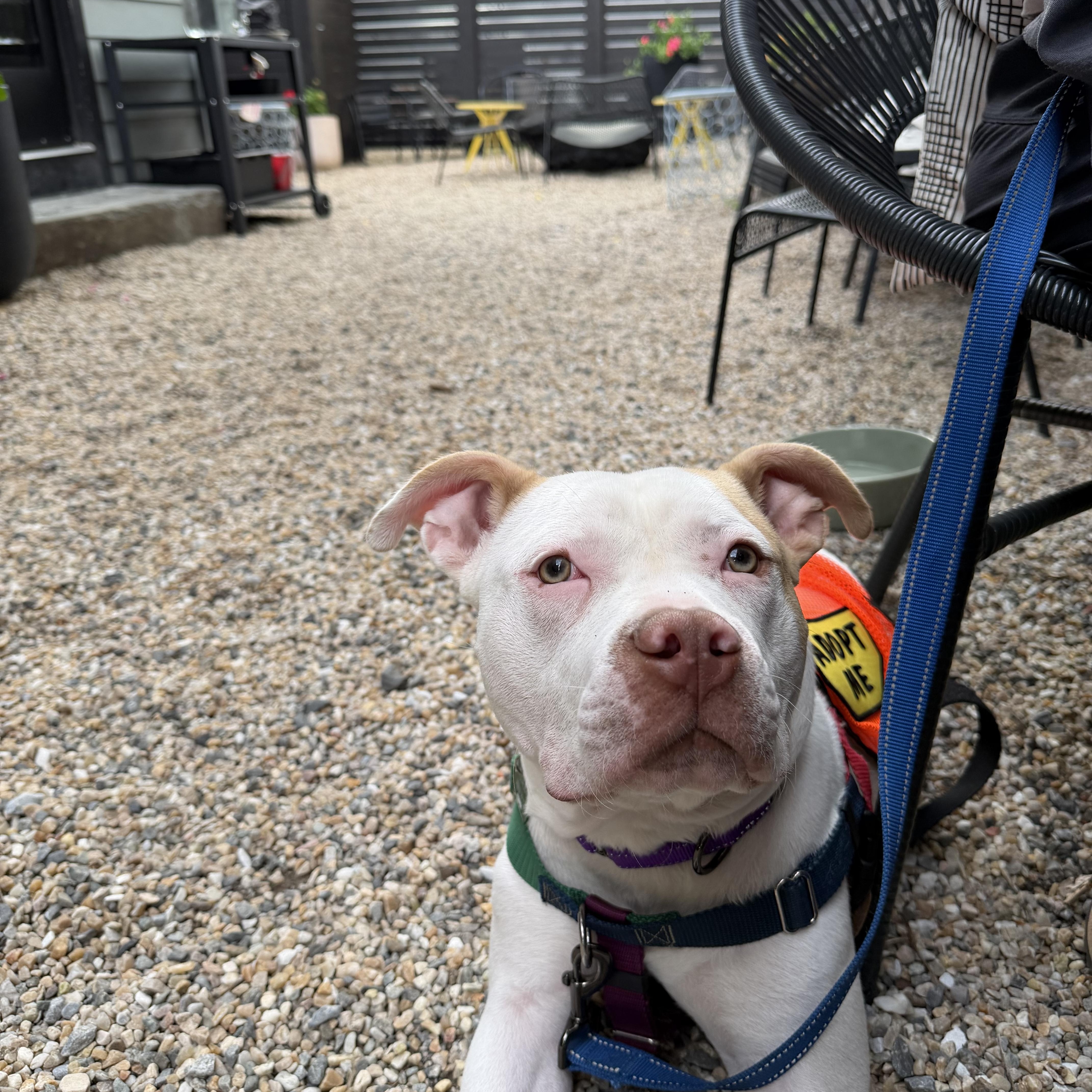 A Sweet Petite Treat, Tyson, a Adoptable mixed breed in New York, NY image 4/6