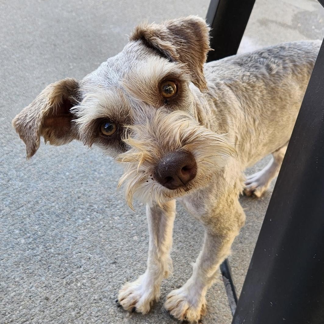 Enlarge Dipper, a ADOPTABLE Miniature Schnauzer in Omaha, NE image 2/4