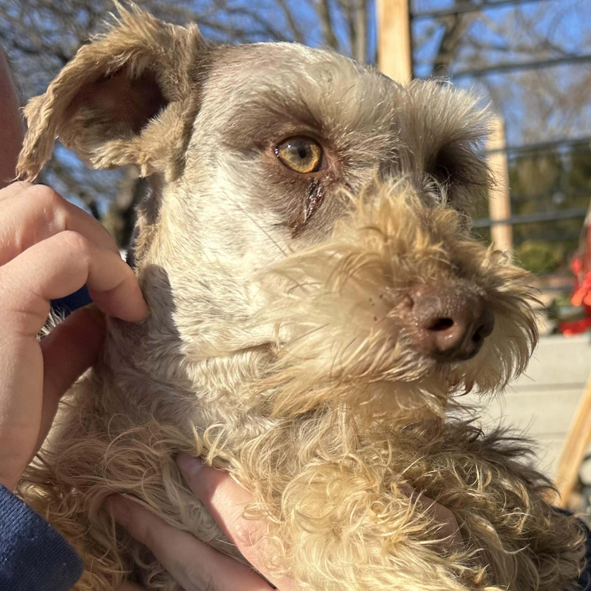 Enlarge Dipper, a ADOPTABLE Miniature Schnauzer in Omaha, NE image 4/4