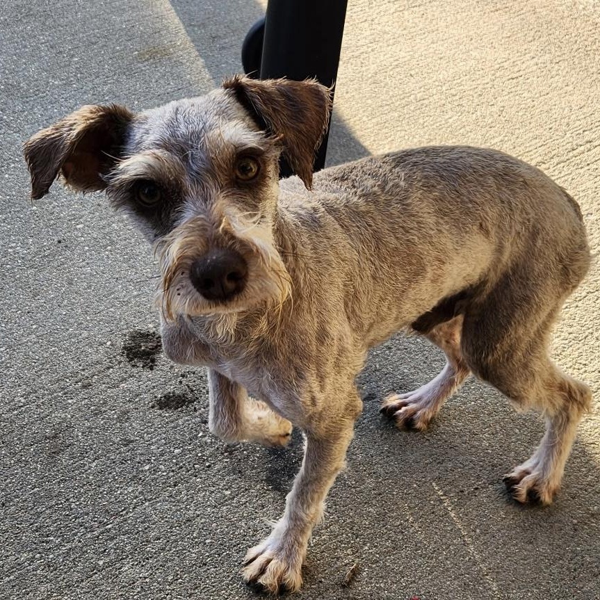 Enlarge Dipper, a ADOPTABLE Miniature Schnauzer in Omaha, NE image 3/4