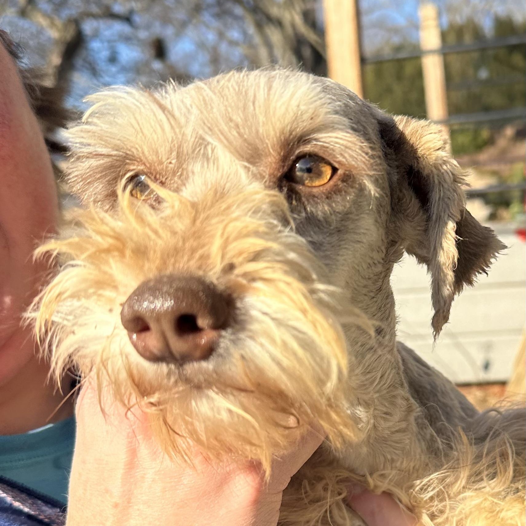 Enlarge Dipper, a ADOPTABLE Miniature Schnauzer in Omaha, NE image 1/4