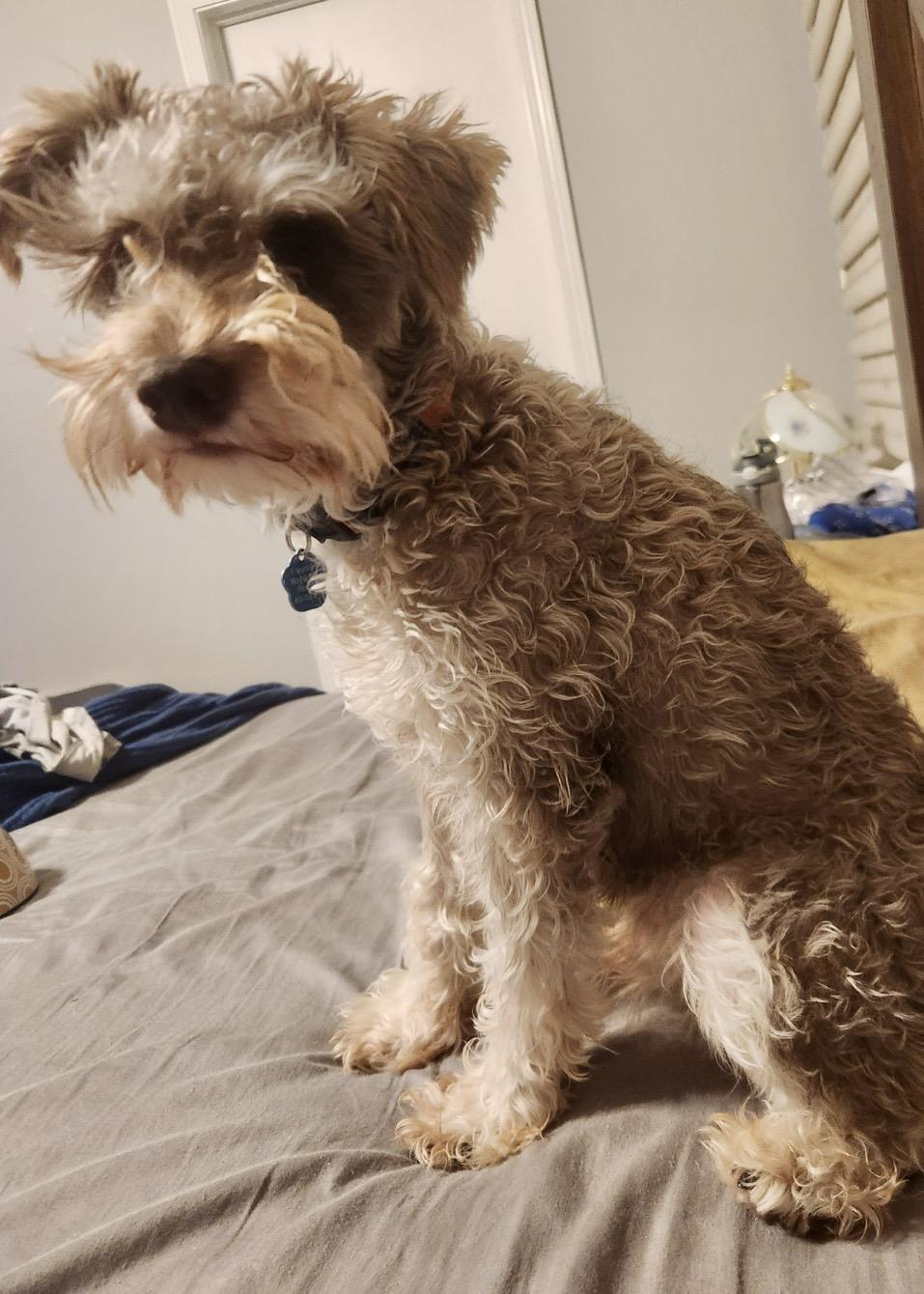 Enlarge Dipper, a ADOPTABLE Miniature Schnauzer in Omaha, NE image 5/5