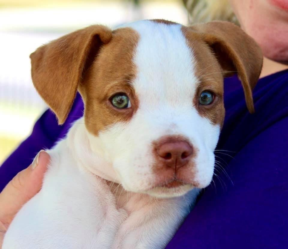 Costello, Adoptable, Adult Male Pit Bull Terrier.