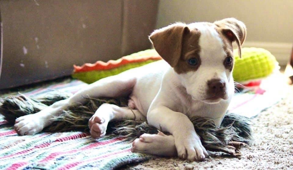 Enlarge Costello, a Adoptable mixed breed in Oklahoma City, OK image 2/5