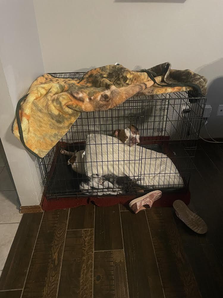 Enlarge Costello, a Adoptable mixed breed in Oklahoma City, OK image 3/5