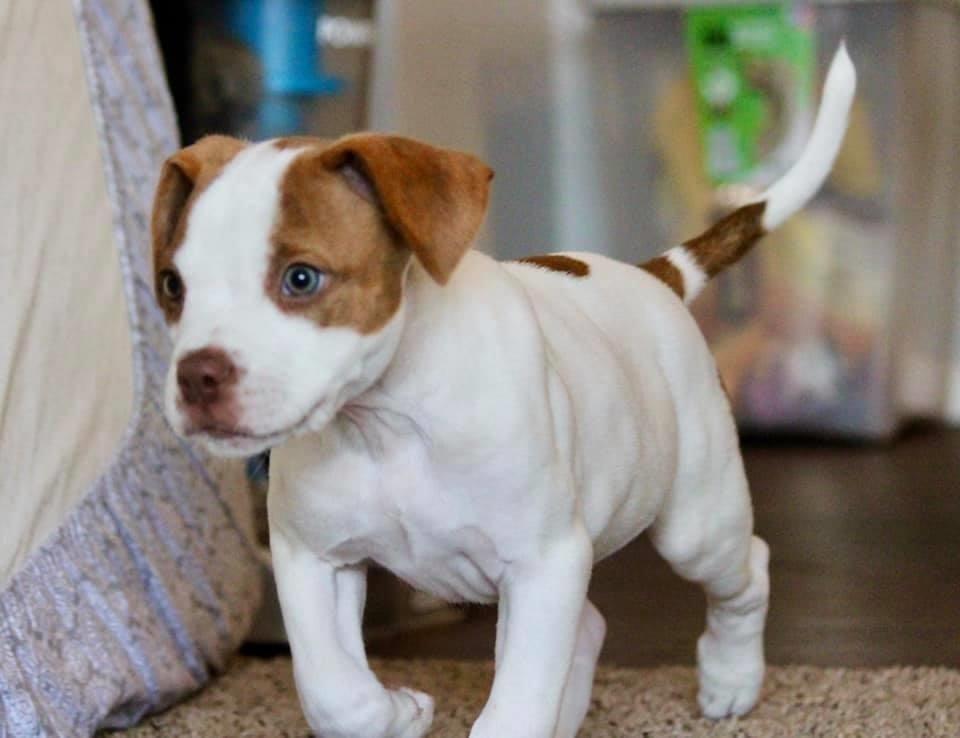 Enlarge Costello, a Adoptable mixed breed in Oklahoma City, OK image 4/5