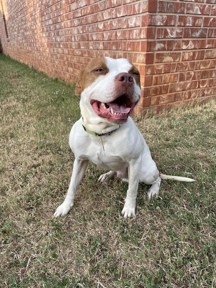 Enlarge Costello, a Adoptable mixed breed in Oklahoma City, OK image 5/5