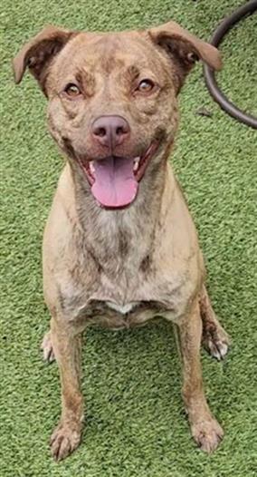 POOKIE, Adoptable, Adult Female Mixed Breed.