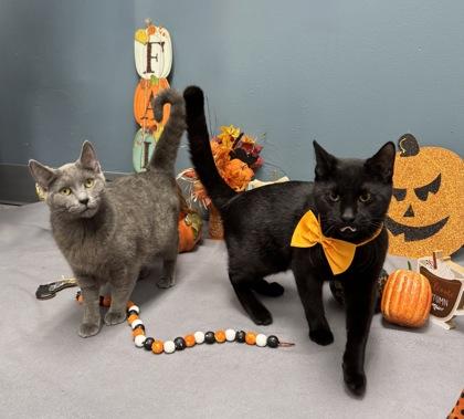 Enlarge Lana Del Ray, a Adoptable mixed breed in Tinley Park, IL image 6/6