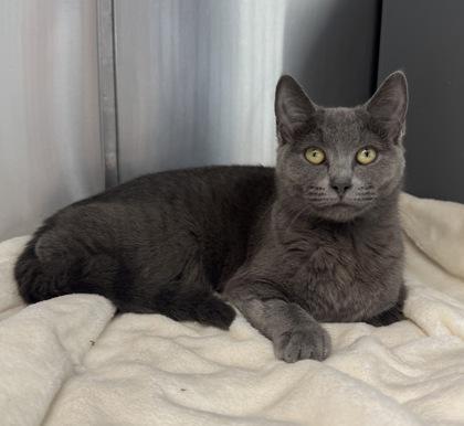 Enlarge Lana Del Ray, a Adoptable mixed breed in Tinley Park, IL image 2/6