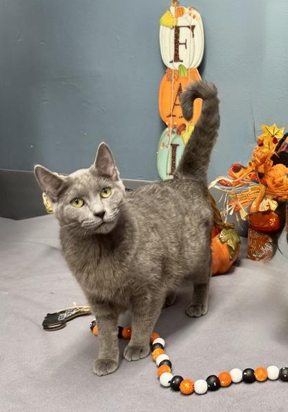 Enlarge Lana Del Ray, a Adoptable mixed breed in Tinley Park, IL image 5/6