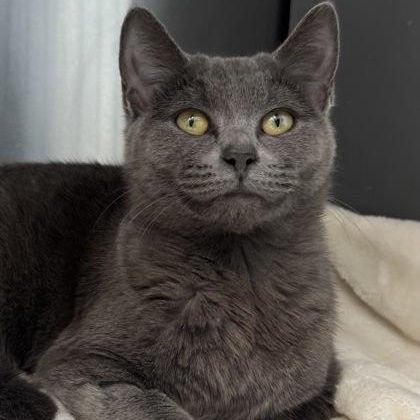 Enlarge Lana Del Ray, a Adoptable mixed breed in Tinley Park, IL image 4/6